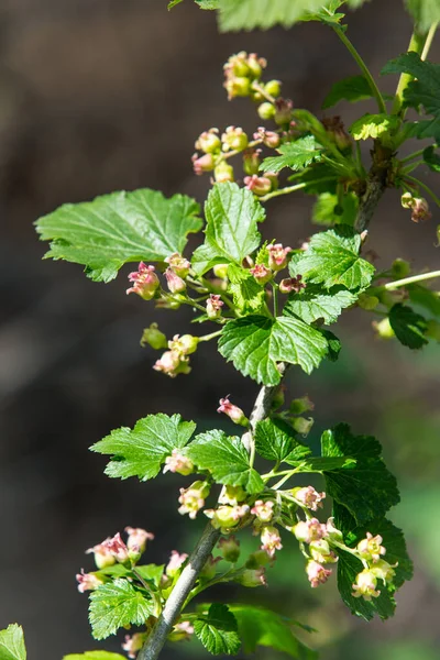 Bahçesinde yeşil yapraklar olan siyah frenk üzümü çiçeği çalısı. Bahçedeki yeşil çiçekler. Frenk üzümünün olgunlaşmamış meyveleri..