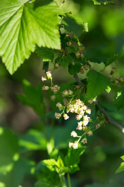 Buisson Fleuri Cassis Avec Des Feuilles Vertes Dans Jardin Fleurs — Photo