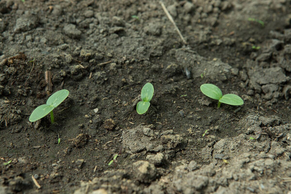 Cucumber sprouts in the garden, seedlings in the garden. Young seedlings of fresh cucumber. Cucumber seeds germinate, close-up. Seedlings of cucumbers close-up.