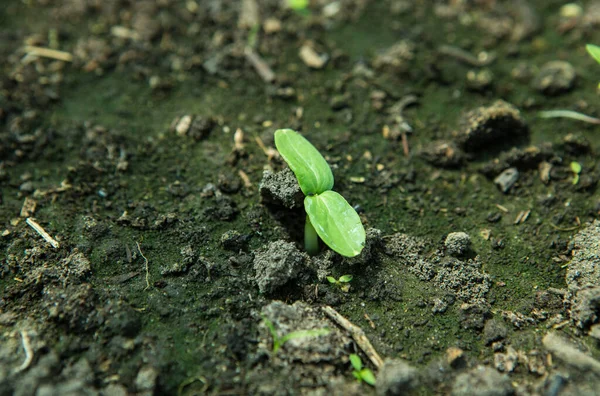 Brotes Pepino Jardín Plántulas Jardín Plántulas Pepino Fresco Las Semillas Imagen De Stock