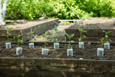 Bahçedeki saksılarda acı biber tohumları yetişir. Sera acı biber fideleriyle dolu..