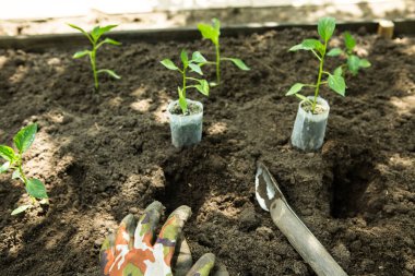 Bahçedeki saksılarda acı biber tohumları yetişir. Sera acı biber fideleriyle dolu..