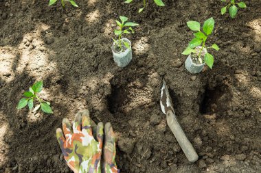 Bahçedeki saksılarda acı biber tohumları yetişir. Sera acı biber fideleriyle dolu..