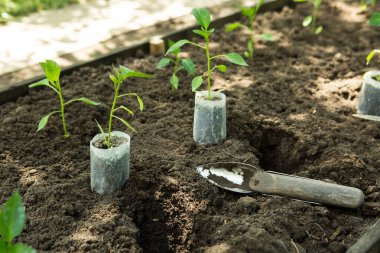 Bahçedeki saksılarda acı biber tohumları yetişir. Sera acı biber fideleriyle dolu..