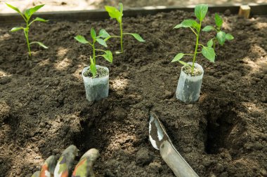 Bahçedeki saksılarda acı biber tohumları yetişir. Sera acı biber fideleriyle dolu..