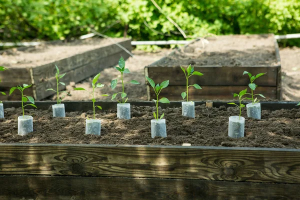 Las Plántulas Chiles Amargos Crecen Macetas Jardín Invernadero Está Lleno —  Fotos de Stock