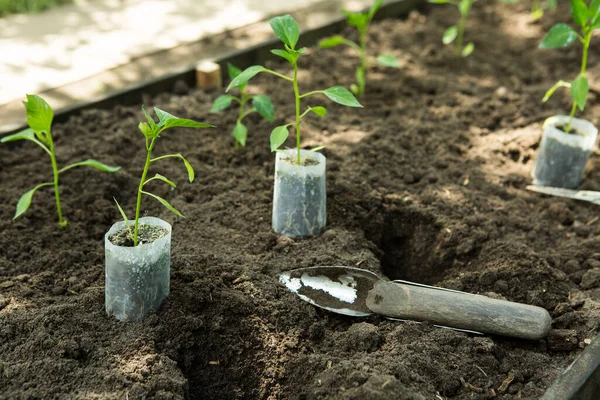 Sämlinge Der Bitteren Chilischoten Wachsen Töpfen Garten Das Gewächshaus Ist — Stockfoto