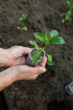 Yaşlı bir kadının elleri bir tencerede acı biber tohumları tutuyor. Toprağa ekmek için hazırlanmış acı biber tohumları..