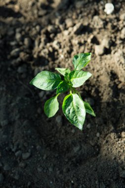 Bahçedeki saksılarda acı biber tohumları yetişir. Sera acı biber fideleriyle dolu..