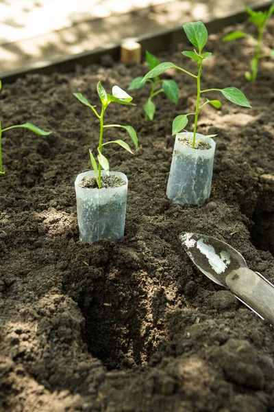 Σπόροι Πικρής Πιπεριάς Τσίλι Αναπτύσσονται Γλάστρες Στον Κήπο Θερμοκήπιο Είναι — Φωτογραφία Αρχείου