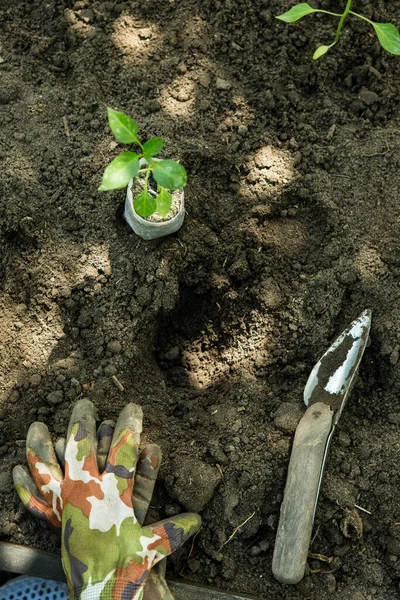 Zaailingen Van Bittere Chili Pepers Groeien Potten Tuin Kas Gevuld — Stockfoto