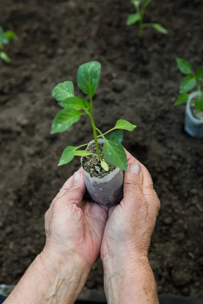 Las Manos Una Anciana Sostienen Plántulas Chiles Amargos Una Olla —  Fotos de Stock