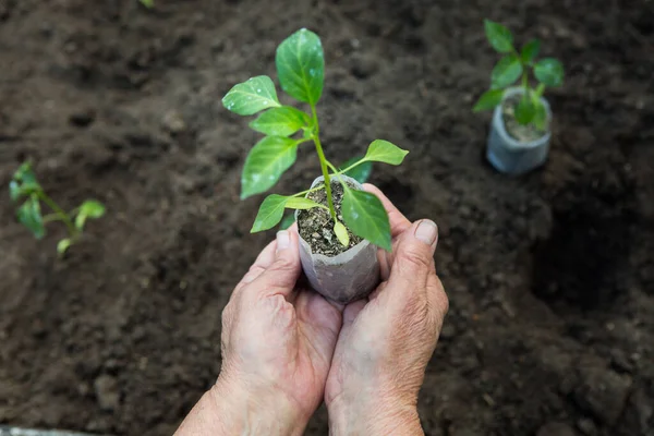 Las Manos Una Anciana Sostienen Plántulas Chiles Amargos Una Olla —  Fotos de Stock