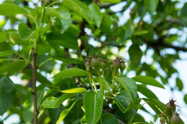 Ağaç dalında küçük armut yumurtalıkları. Genç meyveli armut dalı. İlkbahar, seçici odaklanma