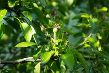 Ağaç dalında küçük armut yumurtalıkları. Genç meyveli armut dalı. İlkbahar, seçici odaklanma