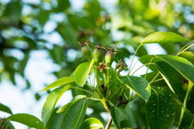 Ağaç dalında küçük armut yumurtalıkları. Genç meyveli armut dalı. İlkbahar, seçici odaklanma