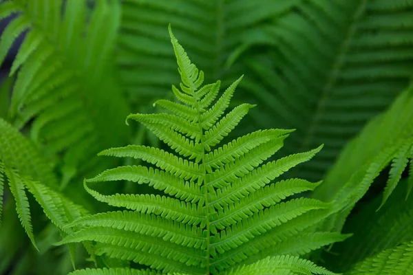 Kolorowe Paprocie Liście Zielone Naturalne Kwiatowe Tło Paproci Słońcu — Zdjęcie stockowe