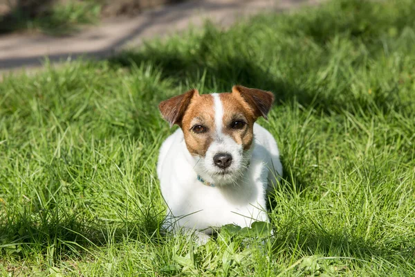 Mignon Russell Terrier Trouve Sur Herbe Verte Soleil Couchant Promenez — Photo