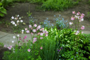 Kolumbalar bahar bahçesinde. Bir diğer isim de aquilegia. Yapraklar yumuşak leylaktır.