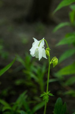 Kolumbalar bahar bahçesinde. Bir diğer isim de aquilegia. Yapraklar beyazdır..