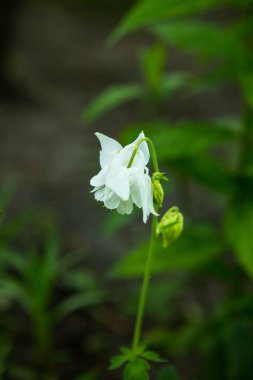 Kolumbalar bahar bahçesinde. Bir diğer isim de aquilegia. Yapraklar beyazdır..
