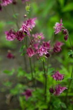 Kolumbalar bahar bahçesinde. Bir diğer isim de aquilegia. Mor leylak yaprakları..