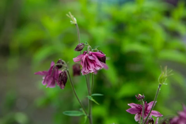 春の庭のコロンビン 別名はアキレギア Aquilegia 紫色のライラックの花弁 — ストック写真