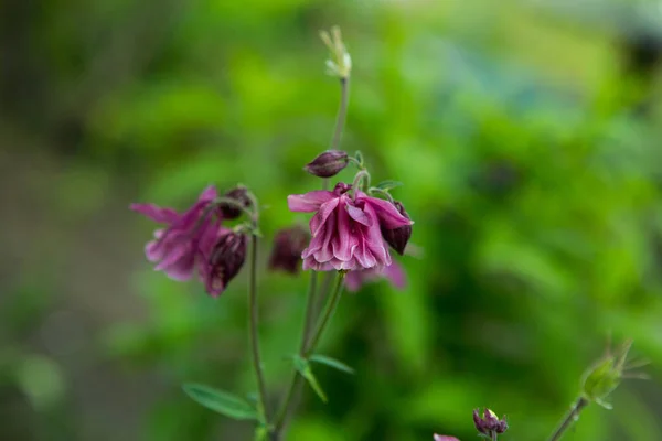 春の庭のコロンビン 別名はアキレギア Aquilegia 紫色のライラックの花弁 — ストック写真