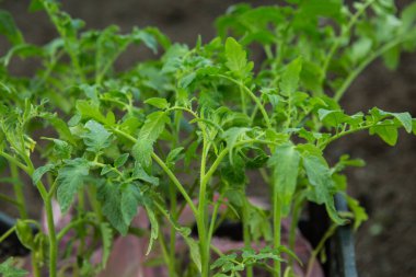 Baharda bir serada domates fideleri. Domates tohumları sebze bahçesi için yetiştirilir..