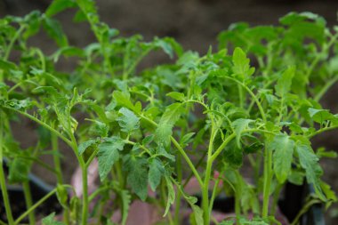 Baharda bir serada domates fideleri. Domates tohumları sebze bahçesi için yetiştirilir..