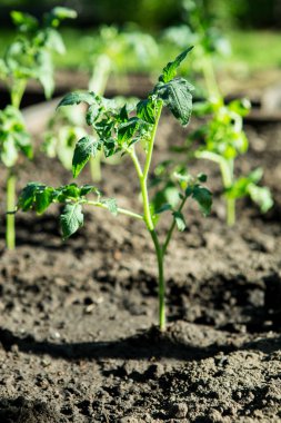 Baharda bir serada domates fideleri. Domates tohumları sebze bahçesi için yetiştirilir..