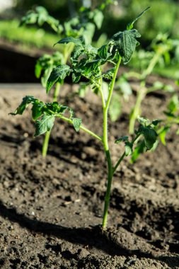 Baharda bir serada domates fideleri. Domates tohumları sebze bahçesi için yetiştirilir..