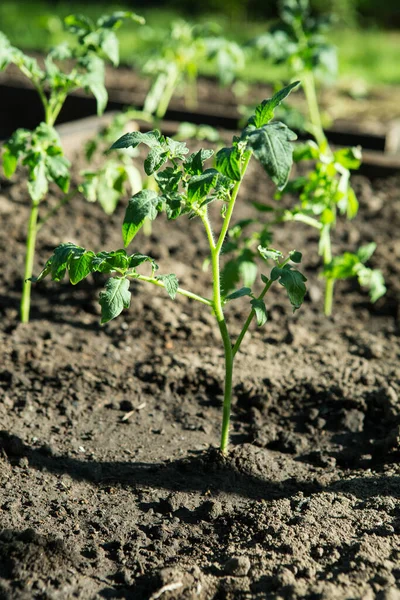 Plántulas Tomate Invernadero Primavera Las Plántulas Tomate Cultivan Para Huerto —  Fotos de Stock