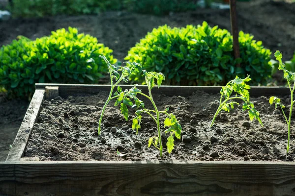 Mudas Tomate Uma Estufa Primavera Mudas Tomate São Cultivadas Para — Fotografia de Stock