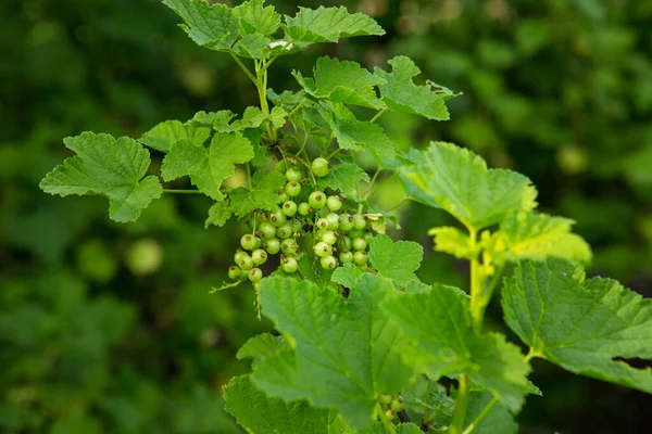 Unripe Green Berries Red Currant Close Red Currant Bush Green — Stock Photo, Image