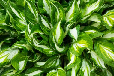 Yeşil çalı Hosta. Hosta gidiyor. Güzel Hosta arka planda kalır. Hosta - peyzaj parkı ve bahçe tasarımı için süs bitkisi.