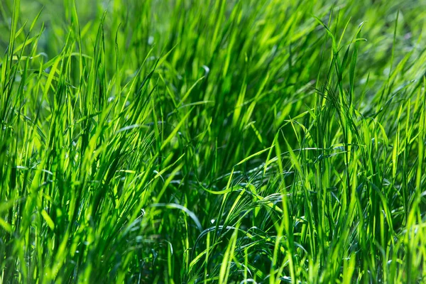 Green grass texture for background. Green field grass in spring and background texture. Close-up.