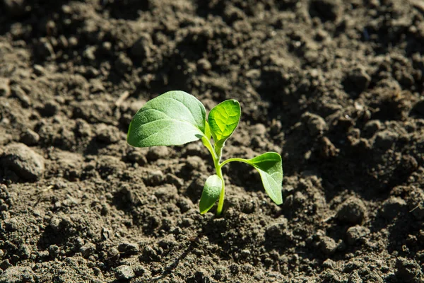 Patlıcan Tohumları Toprak Doğasında Büyümeye Hazır — Stok fotoğraf