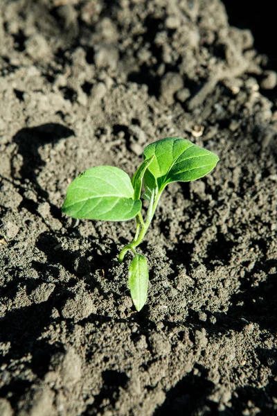 Patlıcan Tohumları Toprak Doğasında Büyümeye Hazır — Stok fotoğraf