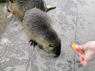 Yemek yiyen ve çimlerin üzerinde duran kıllı bir hindistancevizinin yakın çekimi..