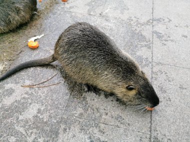 Yemek yiyen ve çimlerin üzerinde duran kıllı bir hindistancevizinin yakın çekimi..