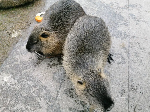 Primo Piano Una Nutria Pelosa Che Mangia Cibo Erge Sull — Foto Stock