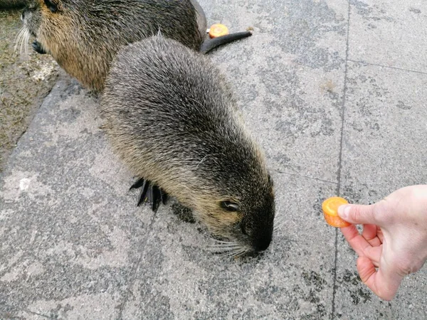 Yemek yiyen ve çimlerin üzerinde duran kıllı bir hindistancevizinin yakın çekimi..