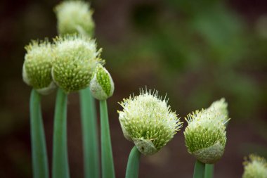 Çiçek açan soğan çiçeğinin (ayrıca yeşil soğan, taze soğan ya da sibi olarak da bilinir) yakın plan)