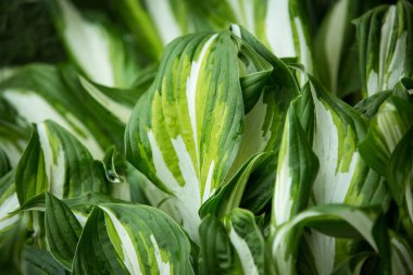 Yeşil çalı Hosta. Hosta gidiyor. Güzel Hosta arka planda kalır. Hosta - peyzaj parkı ve bahçe tasarımı için süs bitkisi.
