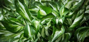 Yeşil çalı Hosta. Hosta gidiyor. Güzel Hosta arka planda kalır. Hosta - peyzaj parkı ve bahçe tasarımı için süs bitkisi.