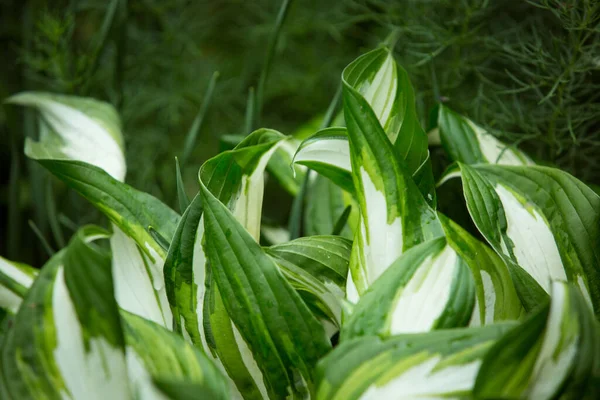 Green Bush Hosta Hosta Leaves Beautiful Hosta Leaves Background Hosta — Stock Photo, Image