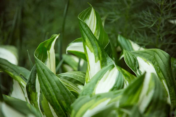 Gröna Busken Hosta Hosta Lämnar Vackra Hosta Lämnar Bakgrunden Hosta — Stockfoto