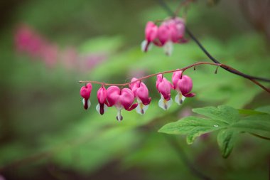 Dicentra bitkisinin parlak pembe çiçeklerini bir kalp şeklinde kapat. Çok güzel bir bahçe. Popüler ismi kırık kalp ya da kalp çiçeği olan. .