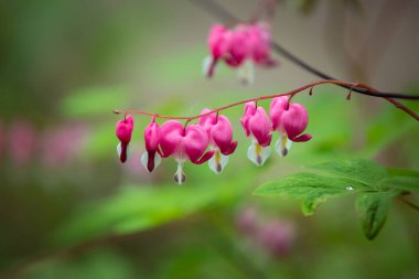 Dicentra bitkisinin parlak pembe çiçeklerini bir kalp şeklinde kapat. Çok güzel bir bahçe. Popüler ismi kırık kalp ya da kalp çiçeği olan. .